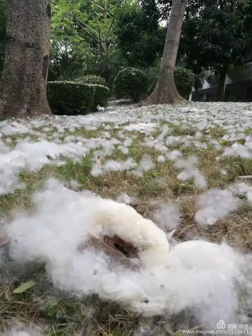 五月的飞雪(棉之絮)