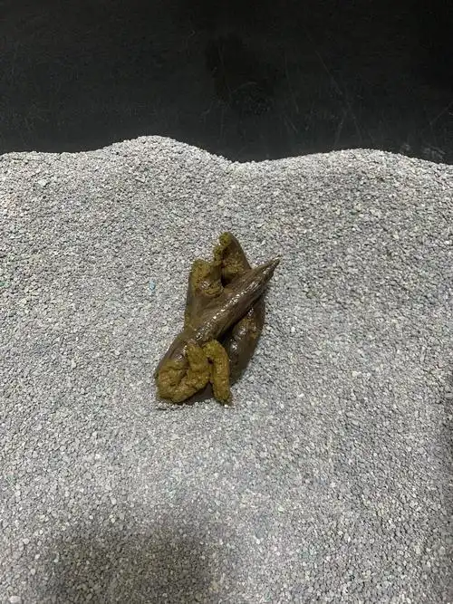 讨论/科普|【讨论】猫猫的屎这样是正常的吗