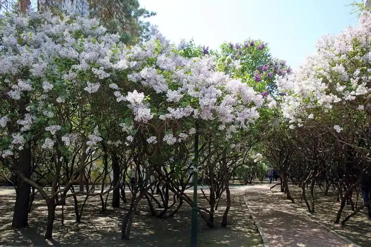 5月上旬始,在哈尔滨市的许多大街小巷,庭院,公园,可看到丁香树开花