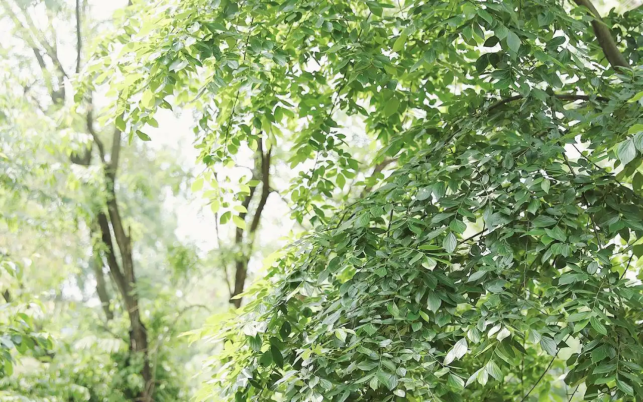 清新绿色护眼植物图片电脑桌面壁纸