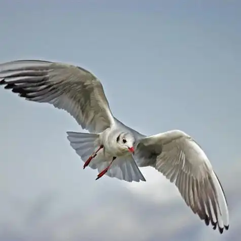 展翅飞翔的海鸥送给喜欢用海鸥做头像的人