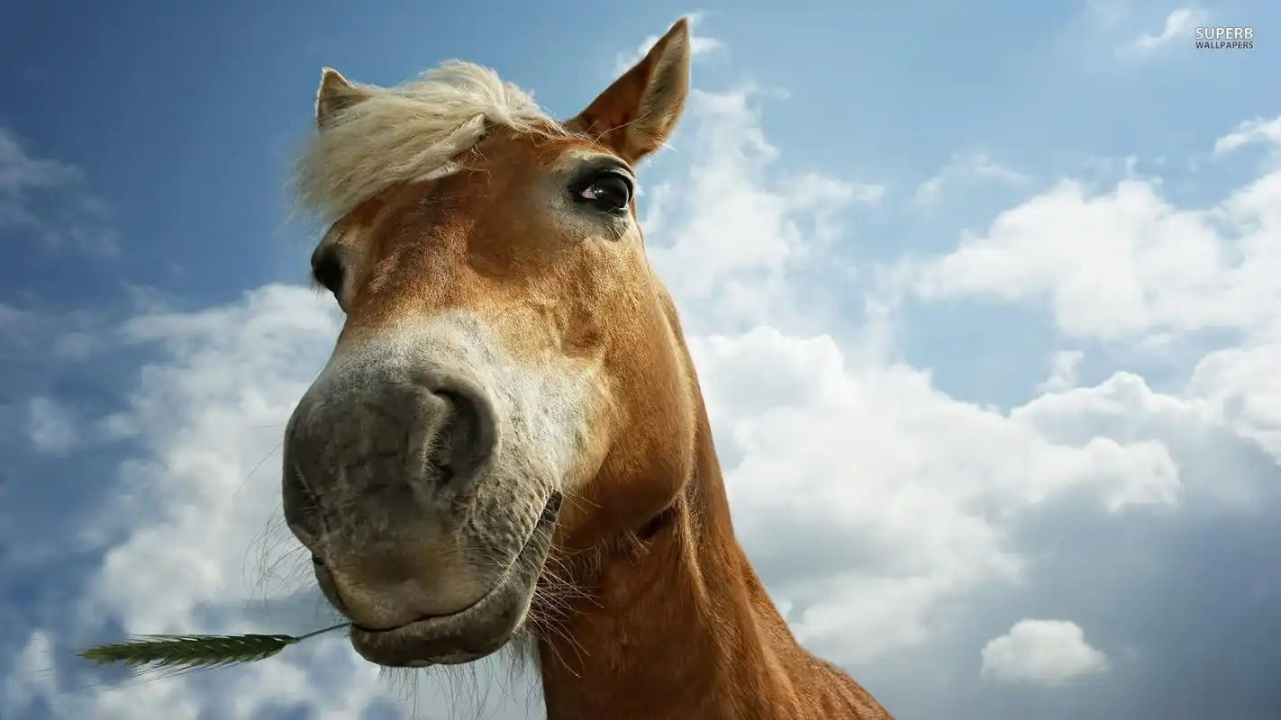 马图片精选宽屏桌面壁纸