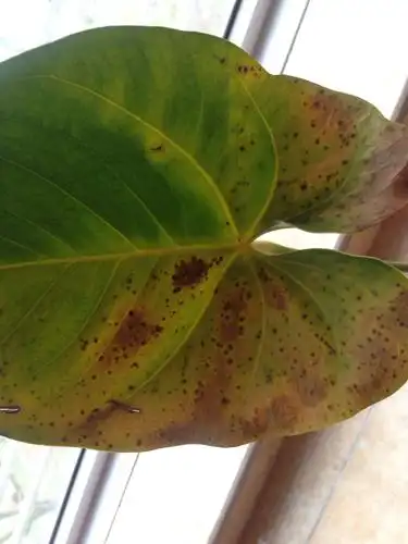 这红掌是什么问题,然后该怎么办?