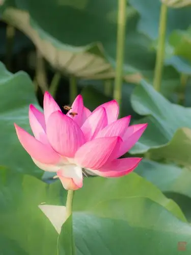 迎露红荷花盛开,蜜蜂闻沁逐香来