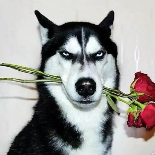 翻身小破鱼的头像