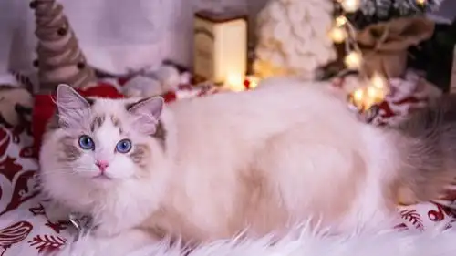 性格温柔的布偶猫,高清图片,动物壁纸-回车桌面