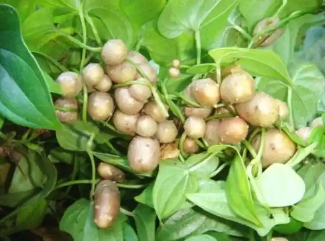 山药藤上的小果可以种植吗?