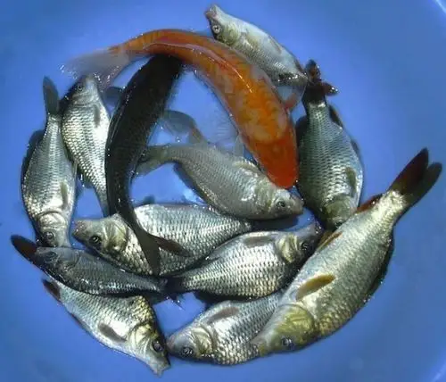 钓鱼,小鲤鱼13条