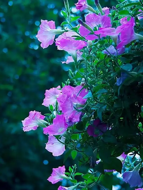 漂亮的花 美丽的瓣