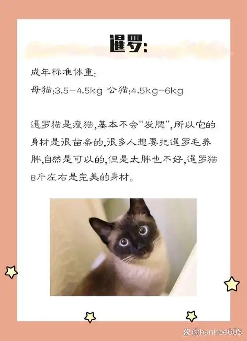 英短: 成年标准体重:母猫:4-5.5kg, 公猫:6-7.