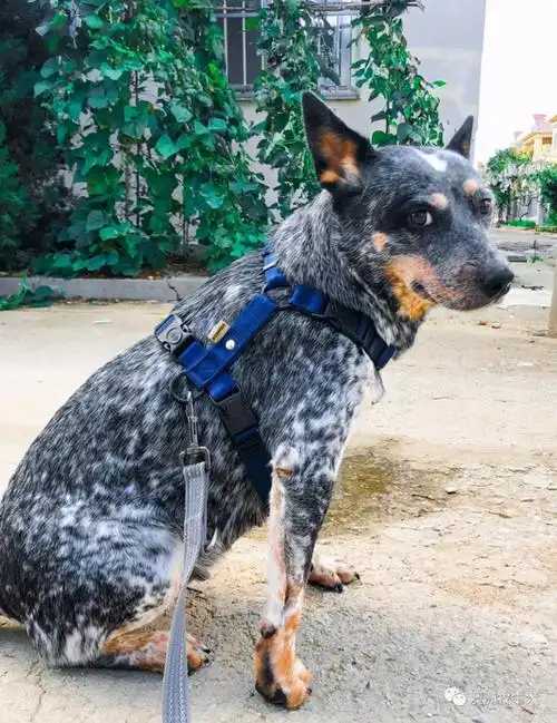 狗界5大"寿星公",养狗最好养它们,能陪你更久