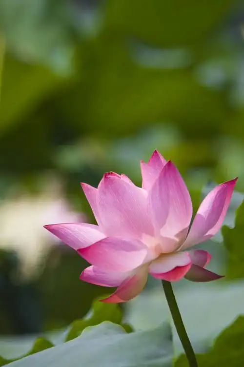 素材,高清图片,竖构图,自 然,植物,日光,户外,清新,白昼,风景, 莲花