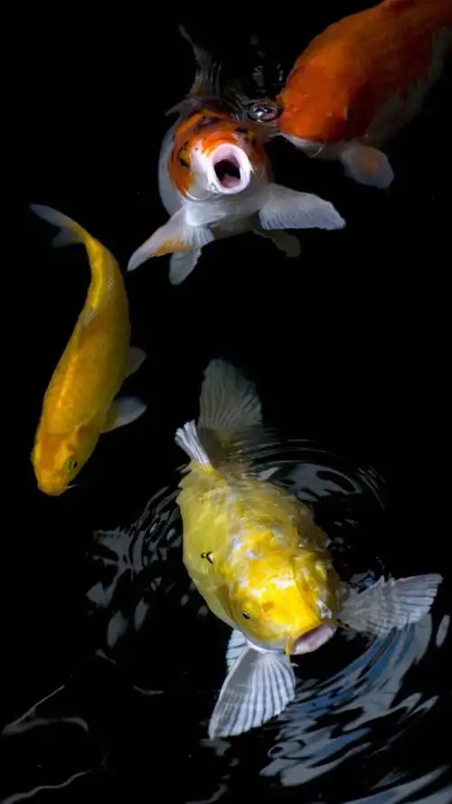 鱼- 堆糖,美图壁纸兴趣社区