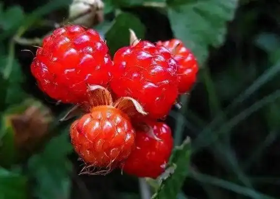 农村鲜红的蛇莓,为何大人叮嘱小孩不能吃?是因为蛇莓有毒吗?