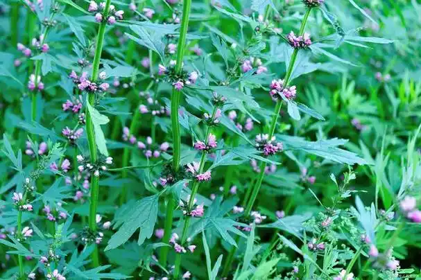 益母草的功效与作用是什么