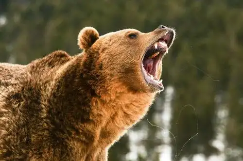 灰熊为棕熊亚种,分布于北美洲西部,是北美最常见的棕熊.