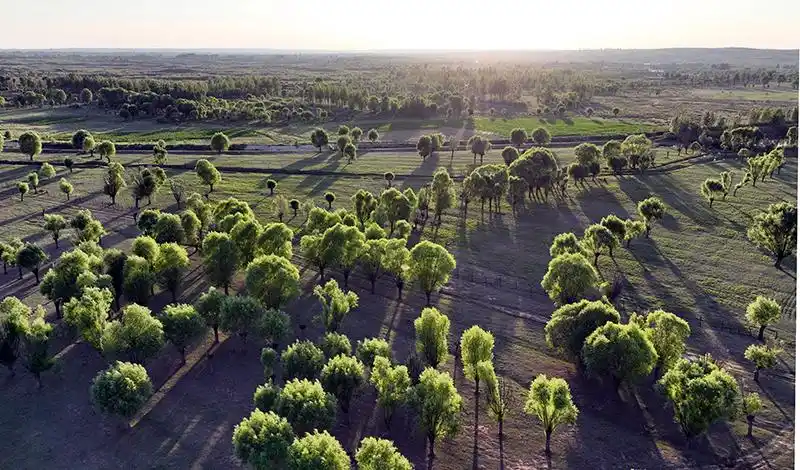 陕西神木荒漠之地蜕变美丽草原
