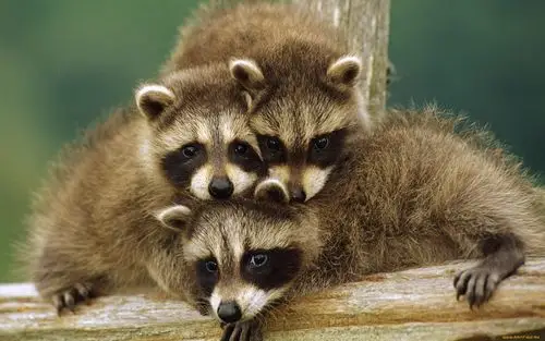 动物精选高清壁纸(第7辑)