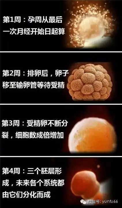 1到40周胎儿发育图,准妈须把握3个营养关键期