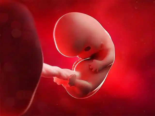 四个月的胎儿是什么样子?怎么样可以看看图片呢? - 坏妈妈育儿网