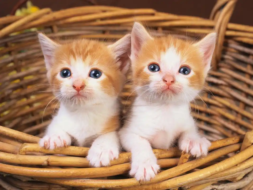 首页 动物与鸟 猫咪 两个可爱的小猫在篮子里 壁纸 / 1920x1440 壁纸