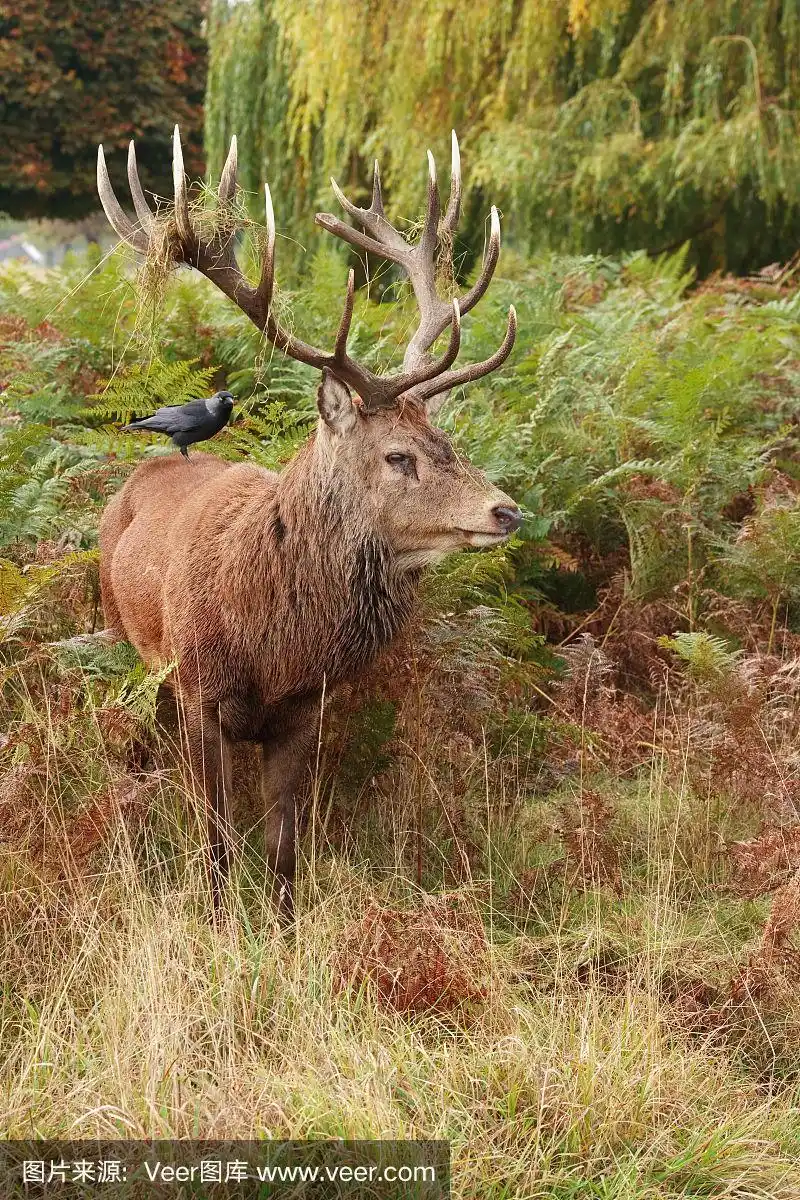 威严的雄鹿野生马鹿