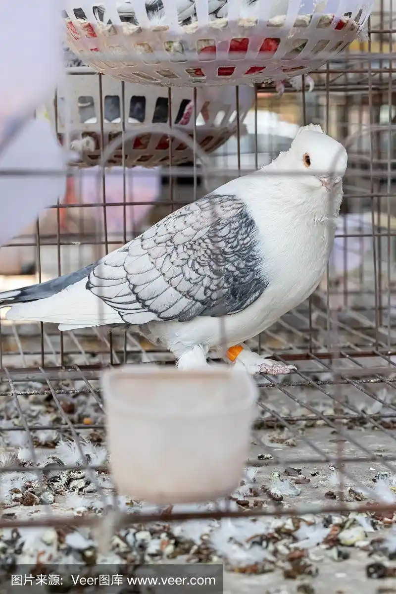 笼子里的鸽子,等待出售