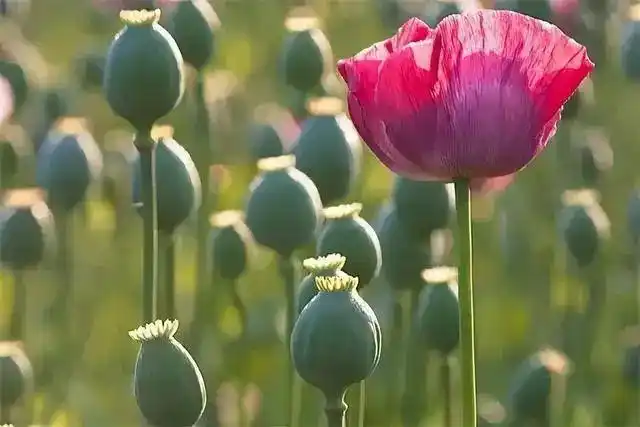 缤纷,茎株亭亭玉立,蒴果高高在上,但从蒴果上提取的汁液,可加工成鸦片