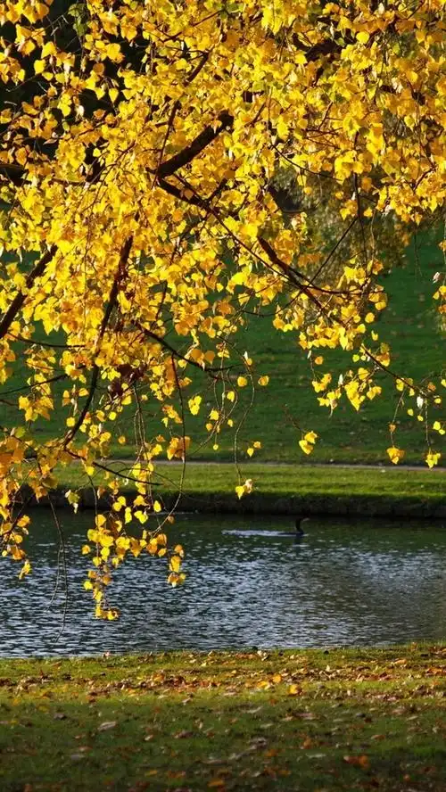 首页 自然与风景 秋天