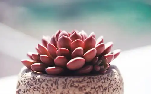 多肉植物绿色护眼高清宽屏电脑桌面壁纸