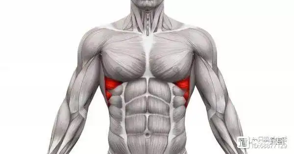 前锯肌的作用很多但经常被遗忘经常锻炼可以有这些好处