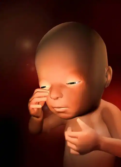 怀孕1-40周,胎儿发育过程彩色3d图!