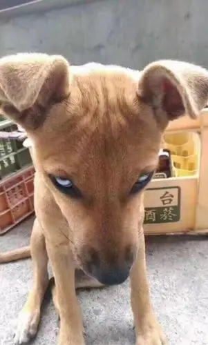 5元调到1.67元下跌0.83元,这一次扩股不知道要下调幅度多少