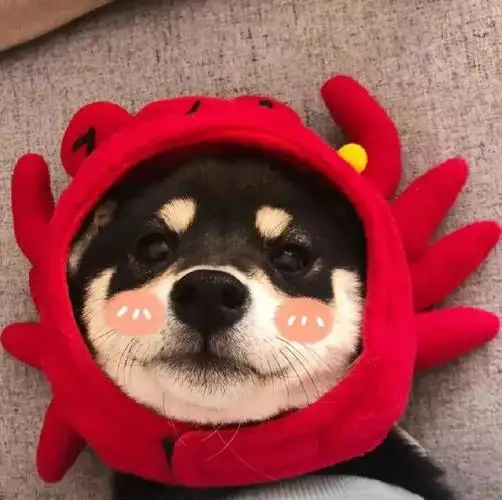 记录一下自己用过的可爱/沙雕头像