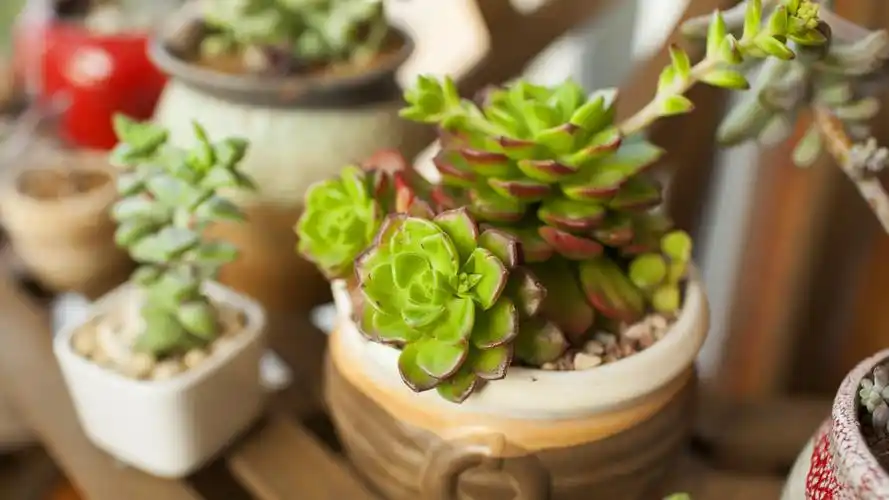 多肉植物品种,高清图片,电脑桌面-壁纸族