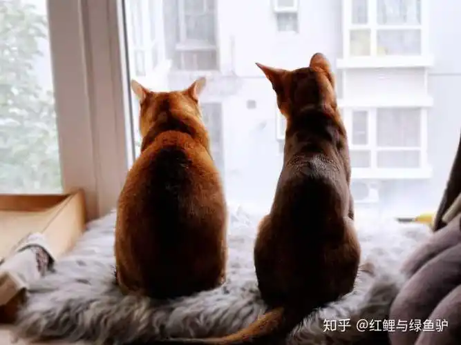 开心,非常开心,看着他俩背影都觉得温馨.