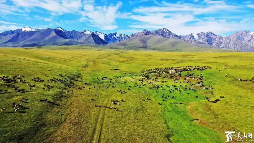 疆遇风光盛夏时节托克逊县黑山草原景色优美凉爽宜人
