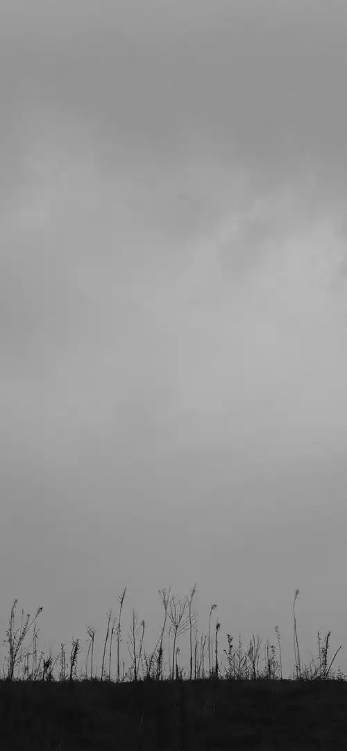 多彩壁纸466期|黑白风景高清手机壁纸