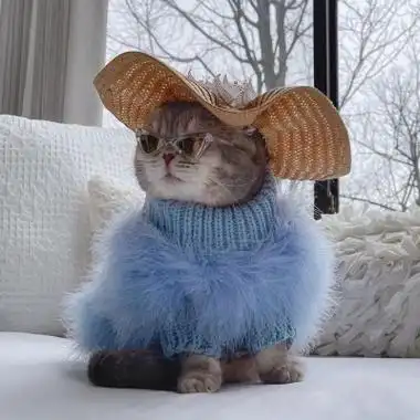 时尚穿衣服的土豪猫咪图片头像