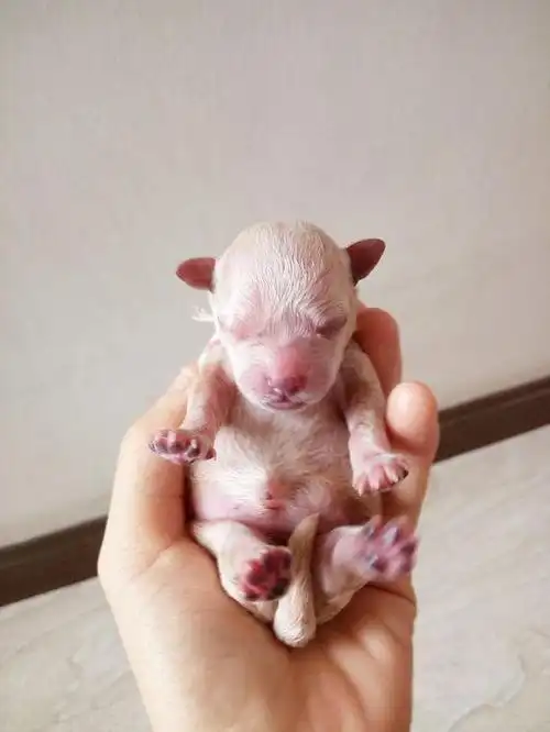 女子家迷你泰迪生下五只小奶狗,看着瘦小的泰迪 主人心疼落泪