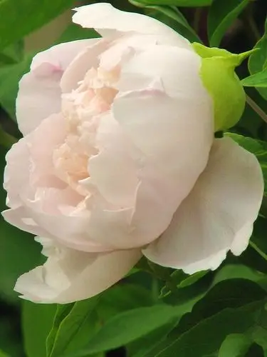 大观园里牡丹艳(4开放 白牡丹)