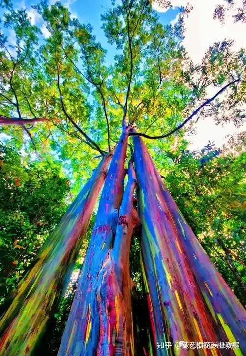 花艺分享全球最美的10棵树有一棵惊艳了数千年
