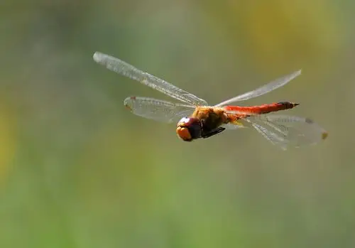 飞翔的蜻蜓