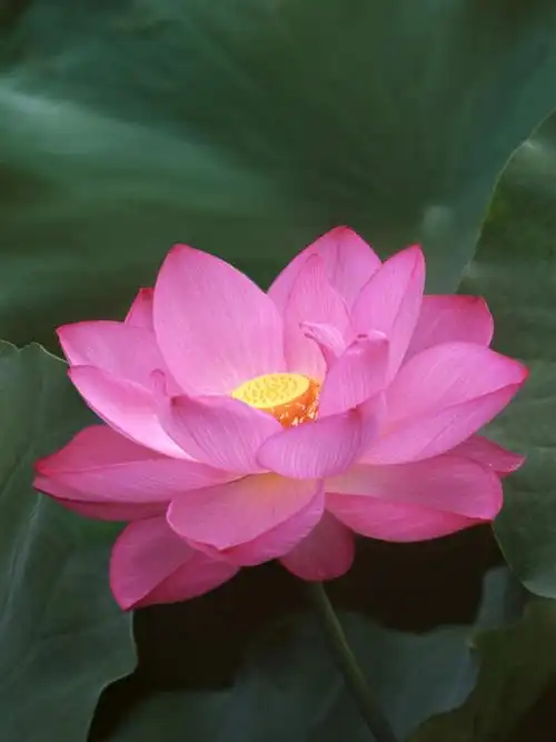 无人,竖图,俯视,室外,特写,白天,旅游,度假,纯洁,美景,莲花,叶子,东京