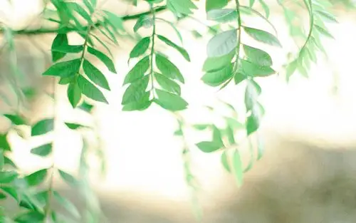 风景,护眼,植物,自然风光,风景,电脑壁纸,壁纸绿色护眼的小清新风景