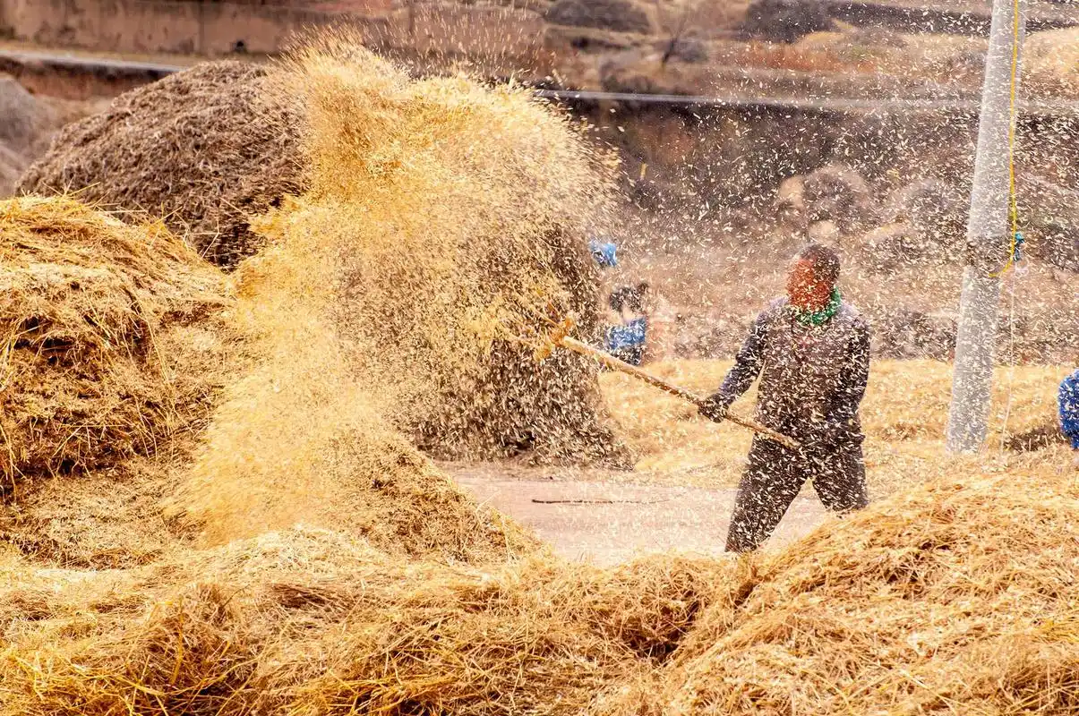 红图丨秋收扬场,一副见证丰收的风俗画
