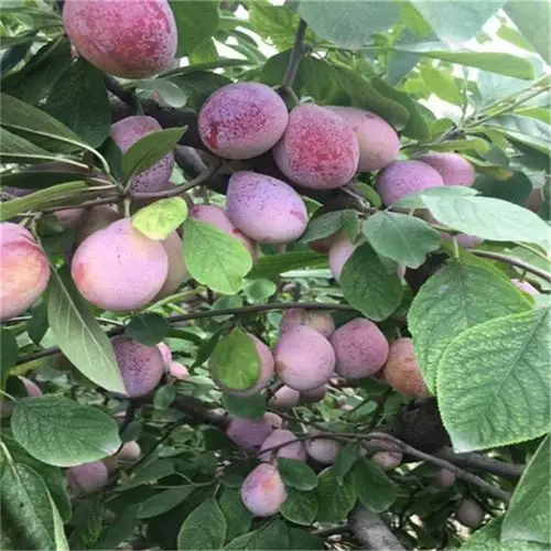 供应味帝李子苗-新品种风味皇后李子苗市场价格