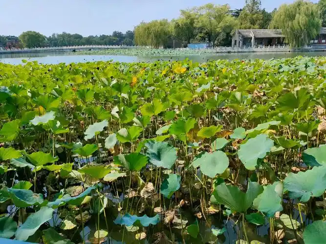 北京白塔公园 - 抖音