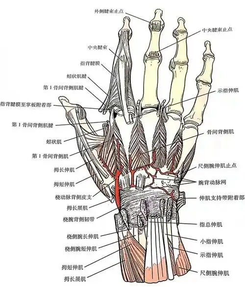 尺侧腕伸肌.该肌腱在尺骨茎突基底部附近通过,有时被用于肌腱转位.