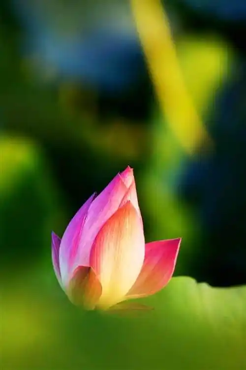 净化心灵的美!记录夕阳下的荷花之影